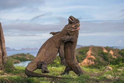 Komodo Ulusal Parkı: Nadir Canlıların Ev Sahipliği