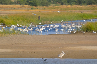 Saloum Delta Millî Parkı'nın eşsiz doğası