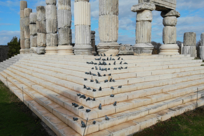 'Apollon Smintheus Tapınağı'nda ziyaretçileri fareler karşılıyor