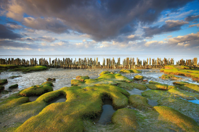 Hollanda'nın Eşsiz Hazinesi: Wadden Denizi Ulusal Parkı