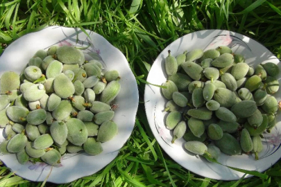 The first almond bloom harvest in Turkey took place in Mersin