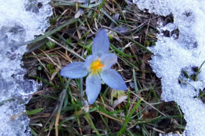 Signs of Spring Bloom Amongst the Snow