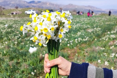 Visitor Rush to the Natural Daffodil Fields in Gergar