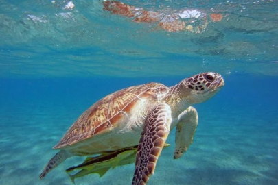 Volunteers needed for loggerhead sea turtles