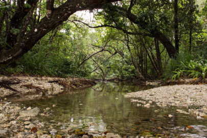 Ujung Kulon Millî Parkı: Endonezya'nın Doğal Hazinesi