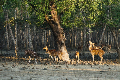 Sundarbans Millî Parkı: Dünyanın En Büyük Mangrov Ormanının Kalbi