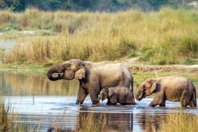 Chitwan Millî Parkı: Nepal'in Doğal Cenneti