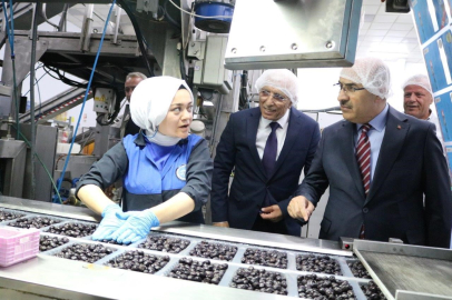 Vali Demirtaş: "Marmarabirlik zeytin üreticisinin can simidi"