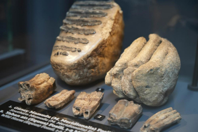 545 milyon yıllık fosillerin bulunduğu müzeyi 100 bin kişi gezdi