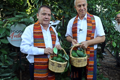 Foodfest Antalya Uluslararası Gastronomi Festivali kapsamında avokado ve mango hasadı yapıldı