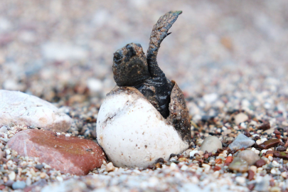 Çıralı'da caretta caretta rekoru