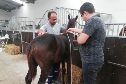 Bursa'da yeni doğan tayların tescili sürüyor