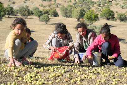 Ahlat ağaçlarında asırlardır süregelen geleneksel armut hasadı devam ediyor