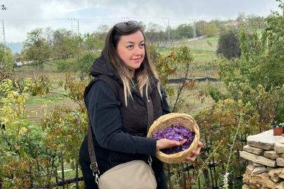 Karabük'te safran turizmi yaşanıyor