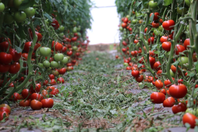 Erzincan'da 700 Ton Domates Hasadı Yapıldı